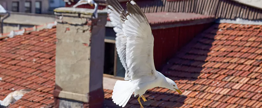 Residential Chimney Animal Removal Solution in Bloomingdale, IL